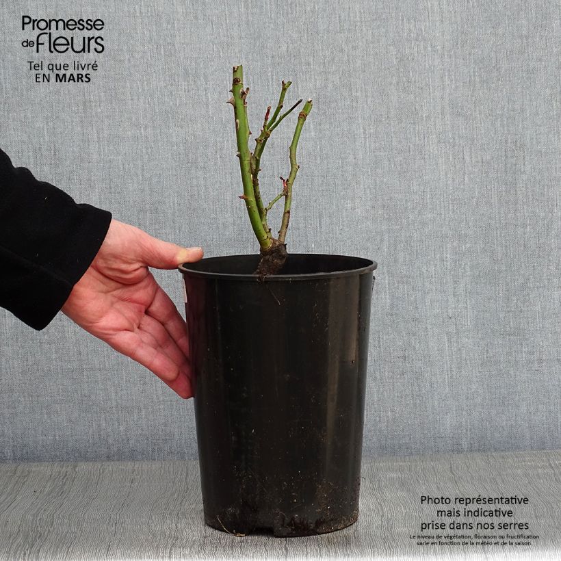 Rosa rampicante Cyclamen Pierre de Ronsard Vaso da 4L/5L esemplare consegnato in inverno