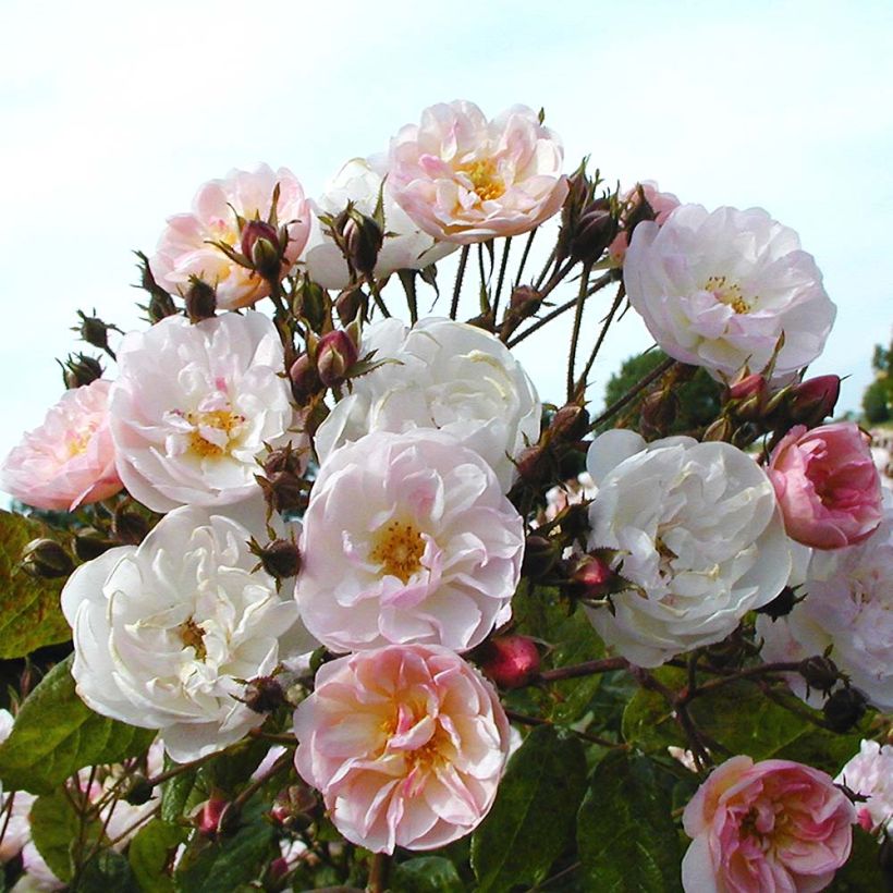 Rosa rampicante Dentelle de Malines lenfiro (Fioritura)