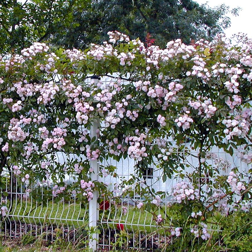 Rosa rampicante Dentelle de Malines lenfiro (Porto)