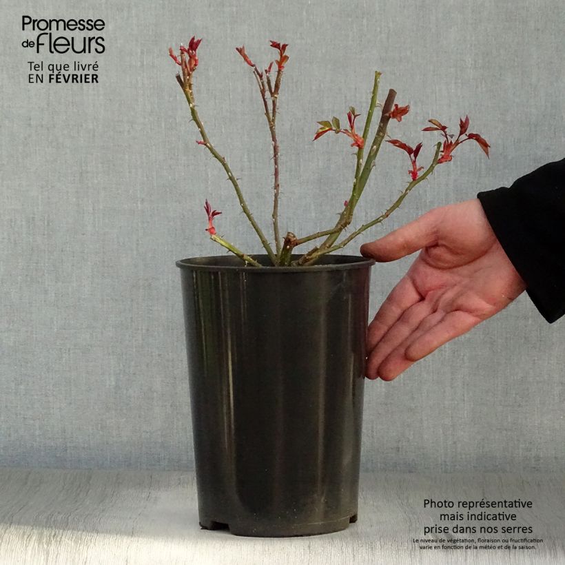 Rosa rampicante Dortmund Vaso da 4L/5L esemplare consegnato in inverno