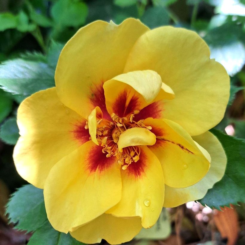 Rosa rampicante Eyeconic (Fioritura)