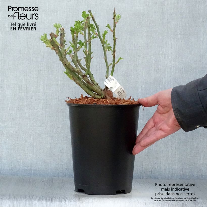 Rosa rampicante Golden Age Vaso da 4L/5L esemplare consegnato in inverno