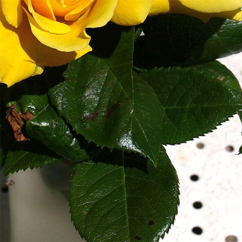 Rosa Golden Boy - Rosa rampicante (Fogliame)