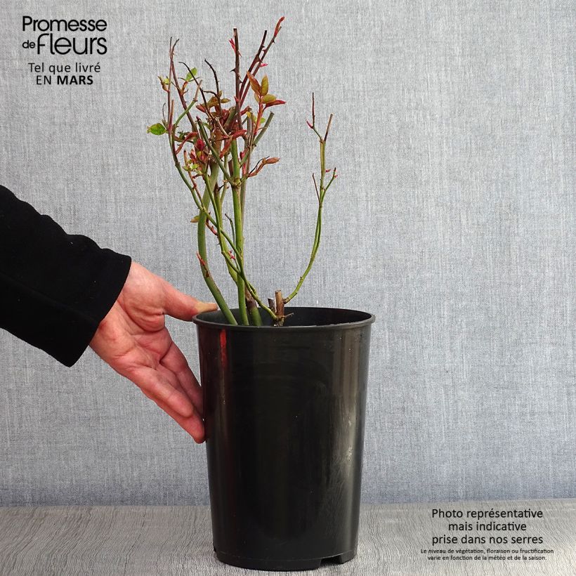 Rosa Golden Showers - Rosa rampicante Vaso da 4L/5L esemplare consegnato in inverno