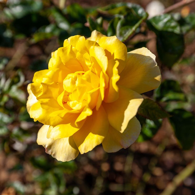 Rosa Golden Showers - Rosa rampicante (Fioritura)