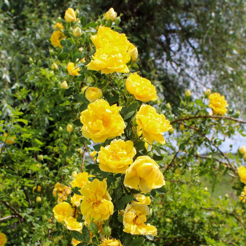 Rosa Golden Showers - Rosa rampicante (Porto)