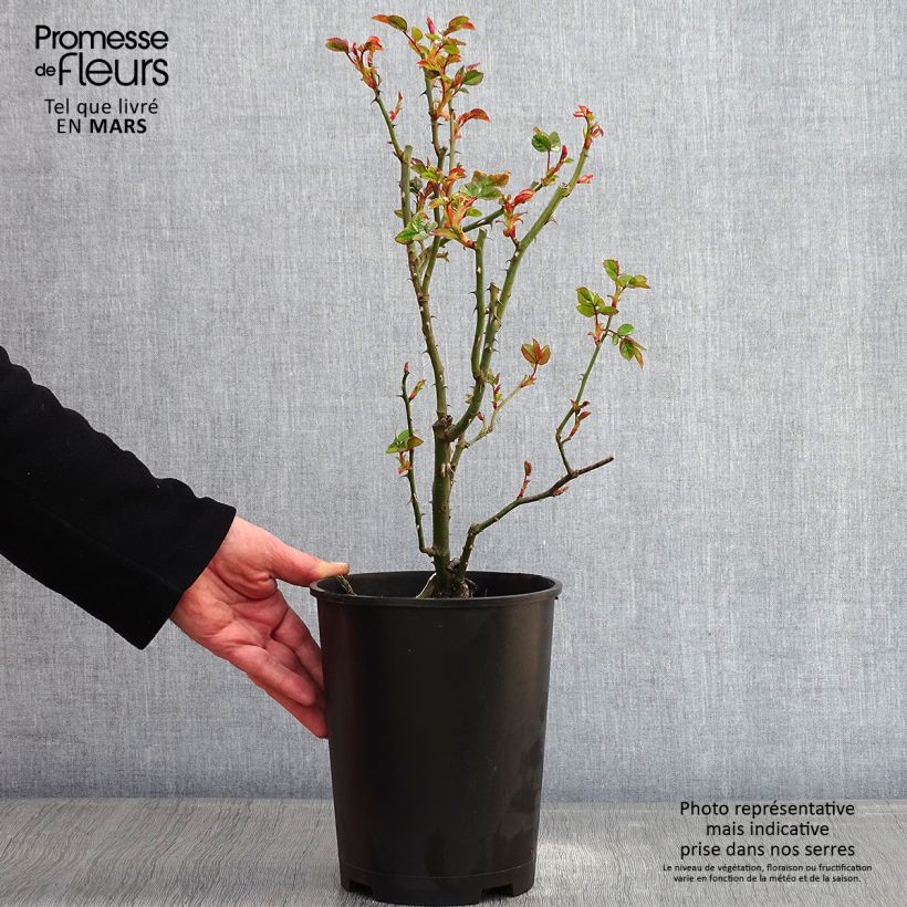 Rosa rampicante Goldfassade Vaso da 4L/5L esemplare consegnato in inverno