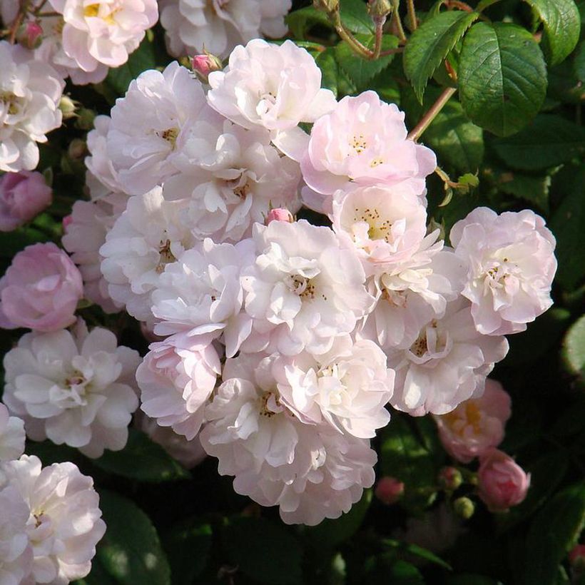Rosa wichuraiana Guirlande Rose - Rosa rampicante (Fioritura)