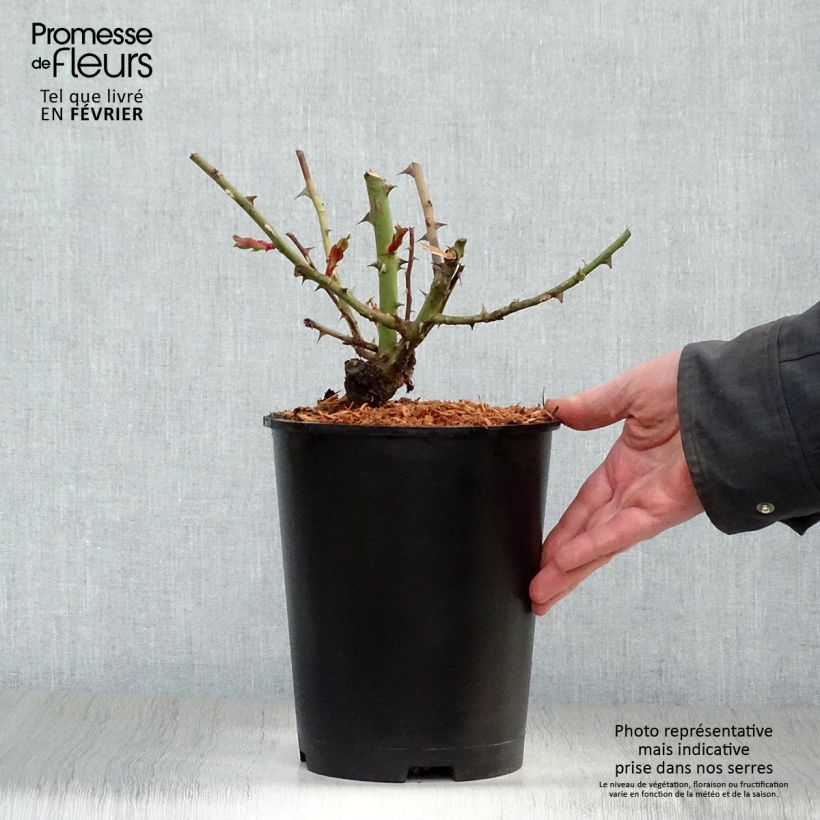 Rosa rampicante Hanabi Vaso da 4L/5L esemplare consegnato in inverno