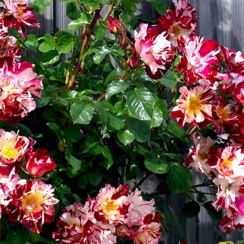 Rosa rampicante Hanabi (Fogliame)