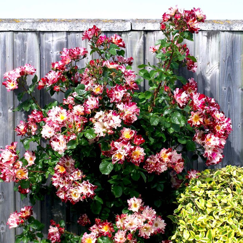 Rosa rampicante Hanabi (Porto)