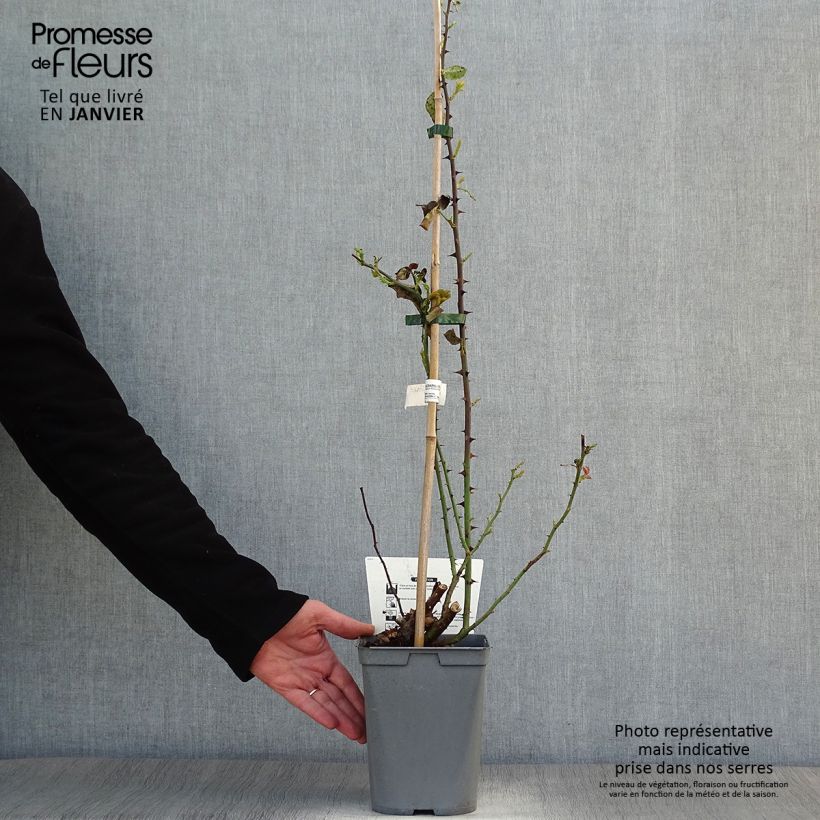 Rosa rampicante Julie Andrieu Vaso da 3L/4L esemplare consegnato in inverno
