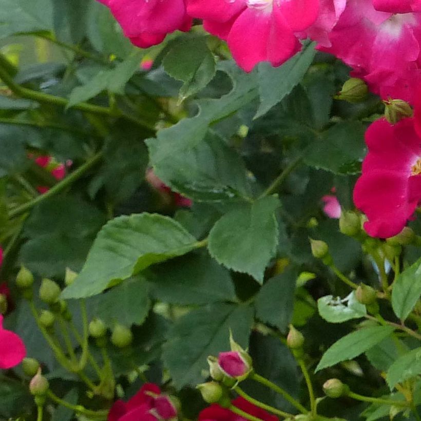 Rosa rampicante Libertas (Fogliame)
