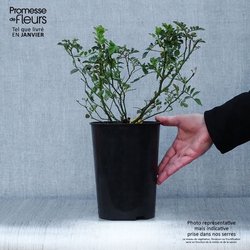 Rosa rampicante Libertas Vaso da 4L/5L esemplare consegnato in inverno