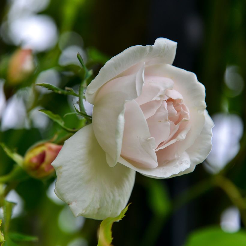 Rosa rampicante Madame Alfred Carrière (Fioritura)