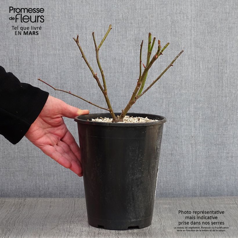 Rosa rampicante Madame Alfred Carrière Vaso da 4L/5L esemplare consegnato in inverno