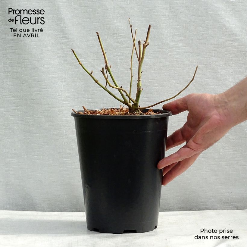 Rosa rampicante Madame Alfred Carrière Vaso da 4L/5L esemplare consegnato in primavera