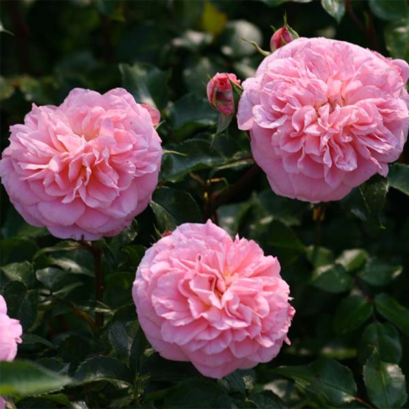 Rosa wichuraiana May Queen - Rosa rampicante (Fioritura)