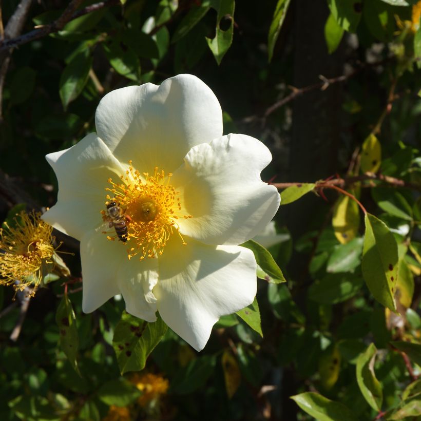 Rosa rampicante Mermaid (Fioritura)