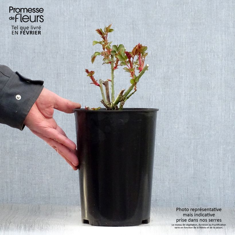 Rosa rampicante Mini Eden Rose Vaso da 4L/5L esemplare consegnato in inverno