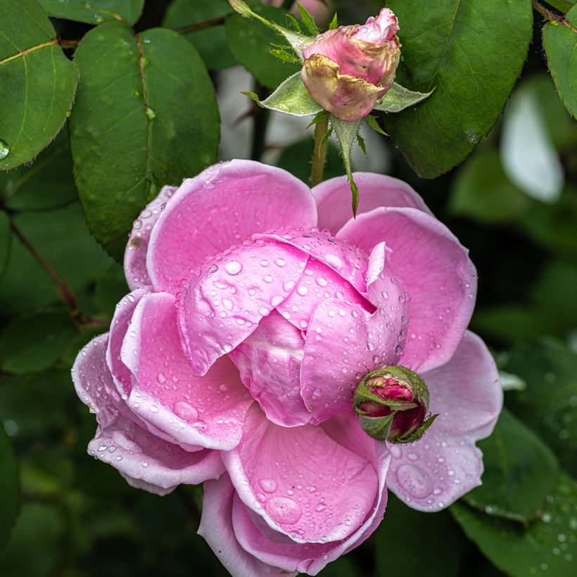 Rosa Mme Caroline Testout (Fioritura)