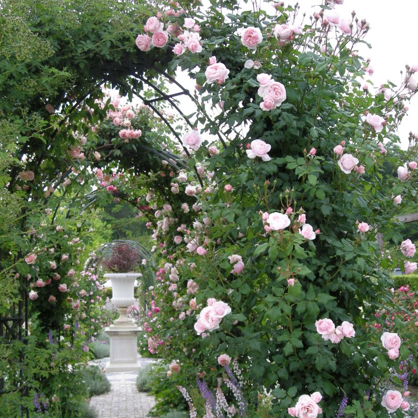 Rosa rampicante Nahéma (Porto)