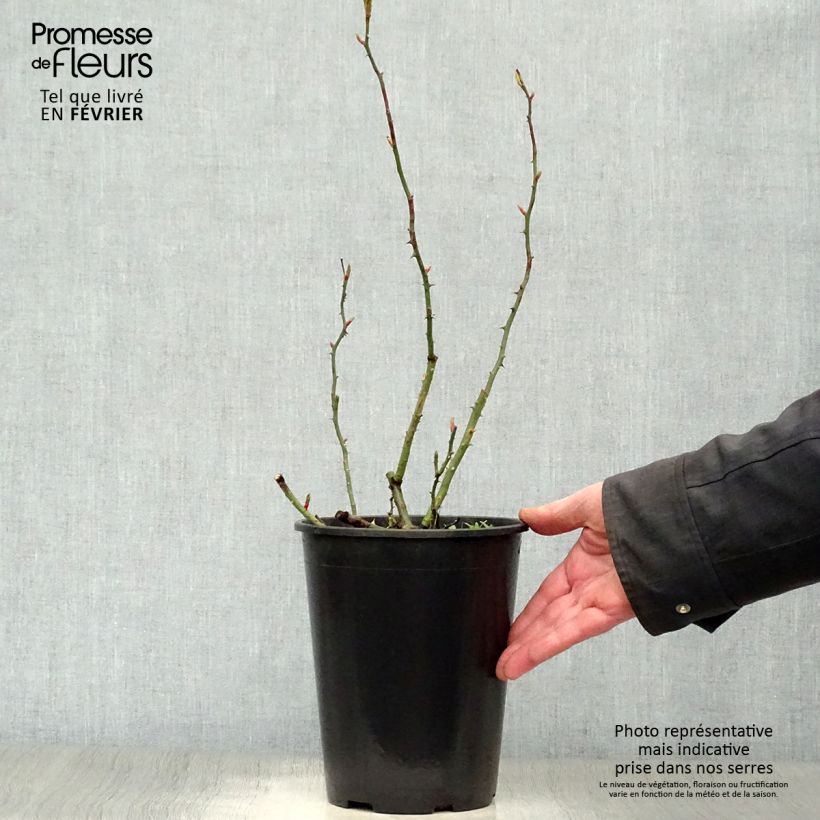 Rosa wichuraiana New Dawn - Rosa rampicante Vaso da 4L/5L esemplare consegnato in inverno