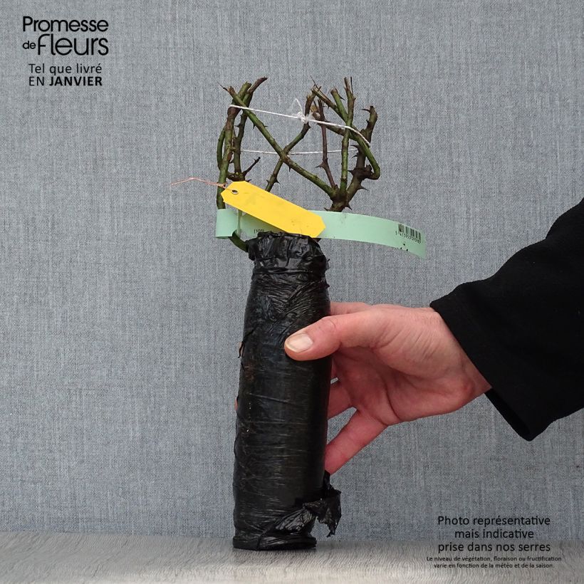 Rosa rampicante Ozeana Zolla a radice nuda esemplare consegnato in inverno