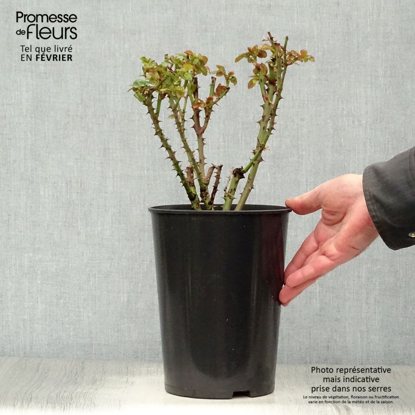 Rosa rampicante Ozeana Vaso da 4L/5L esemplare consegnato in inverno