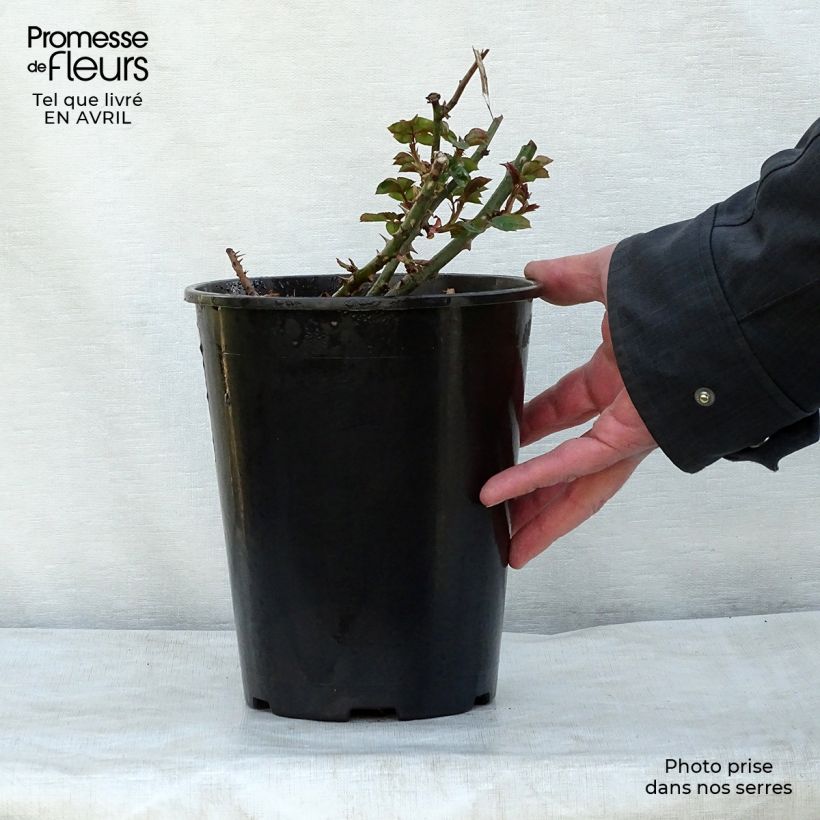 Rosa rampicante Penny Lane Vaso da 4L/5L esemplare consegnato in primavera