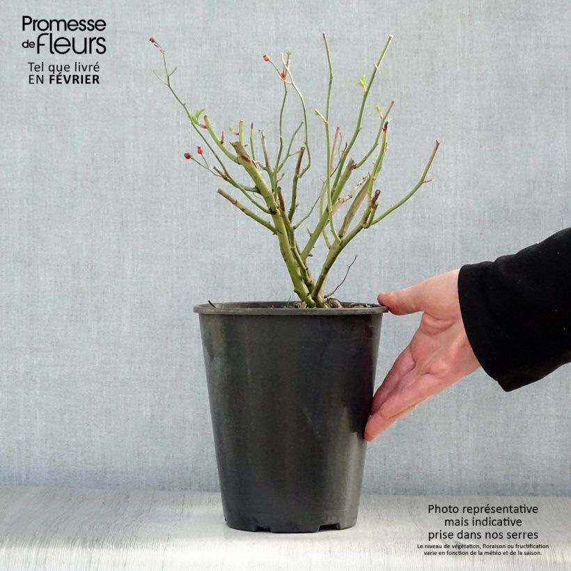 Rosa rampicante Perennial Blue Vaso da 4L/5L esemplare consegnato in inverno