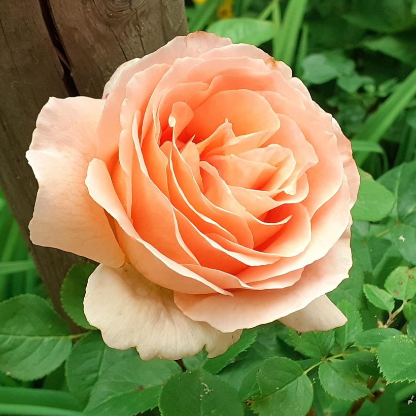 Rosa rampicante Polka (Fioritura)