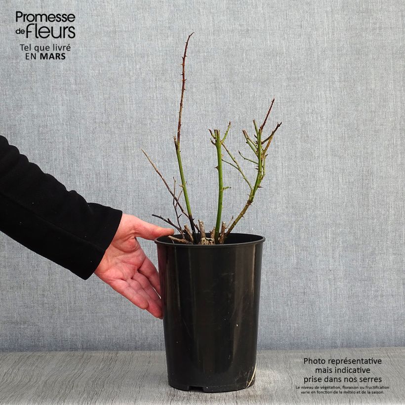 Rosa rampicante Polka Vaso da 4L/5L esemplare consegnato in inverno