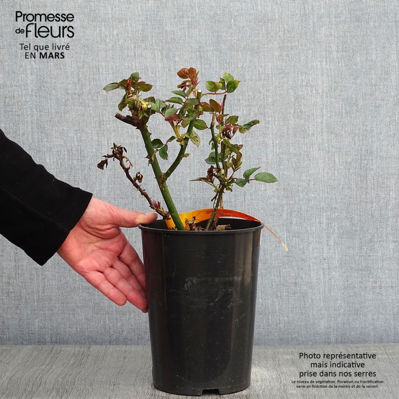 Rosa rampicante Red Eden Rose Vaso da 4L/5L esemplare consegnato in inverno