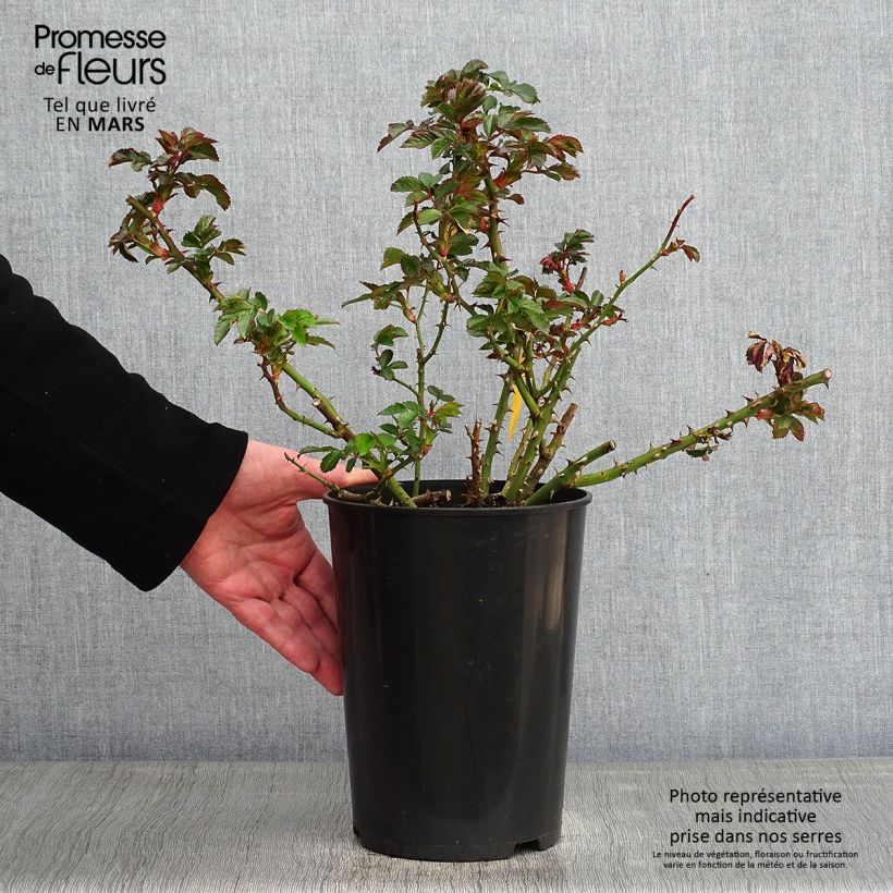 Rosa rampicante Rosarium Uetersen Vaso da 4L/5L esemplare consegnato in inverno