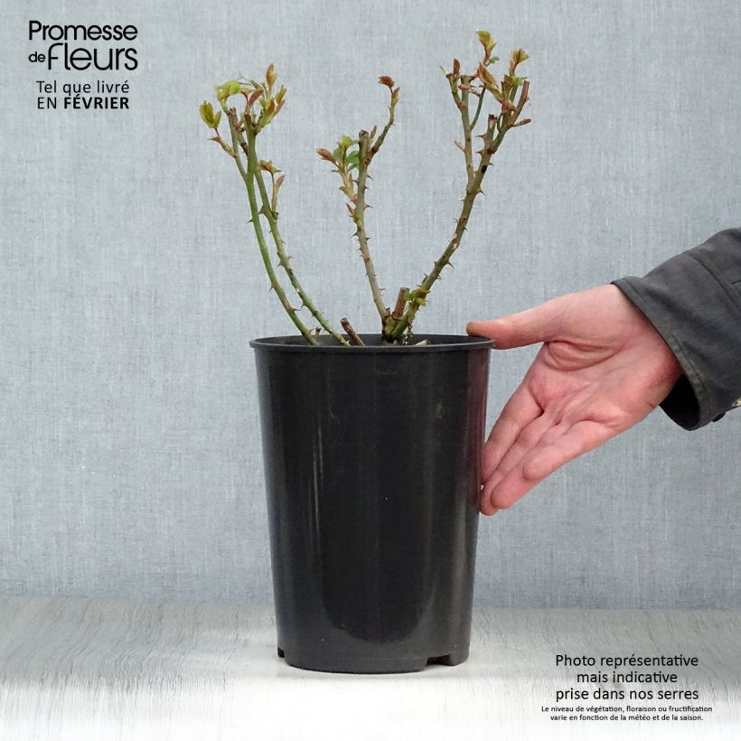 Rosa rampicante Klettermaxe Vaso da 4L/5L esemplare consegnato in inverno