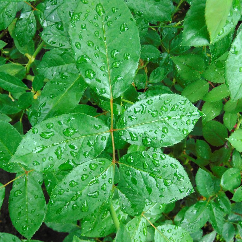 Rosa rampicante Schneewalzer (Fogliame)