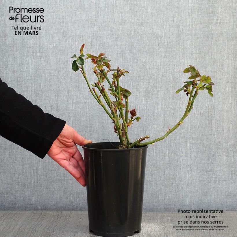 Rosa rampicante Schneewalzer Vaso da 4L/5L esemplare consegnato in inverno