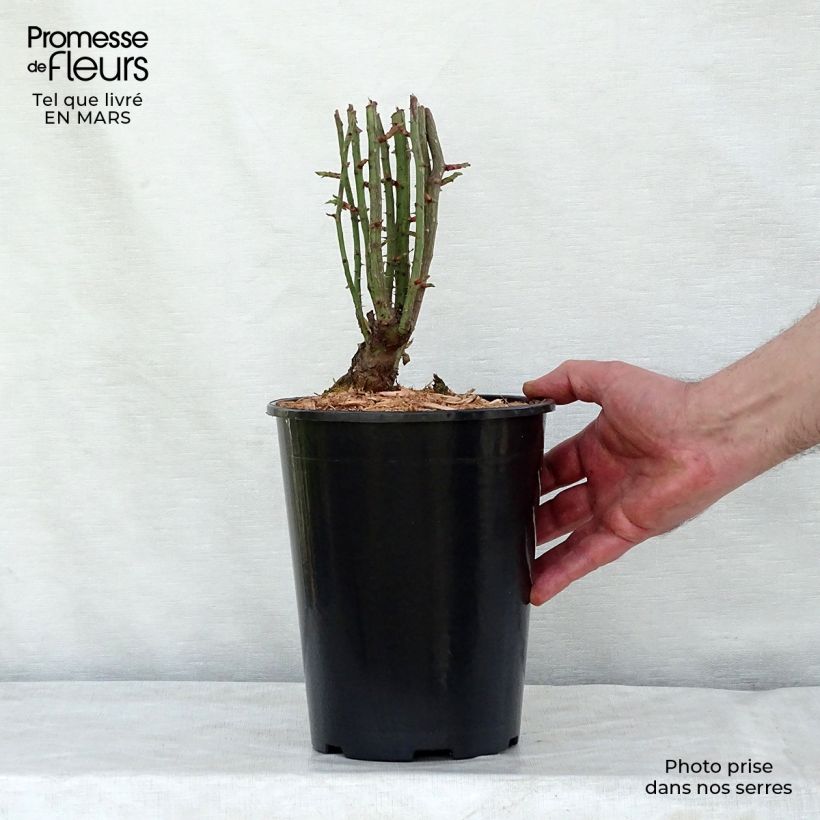 Rosa multiflora Seven Sisters Rose Vaso da 4L/5L esemplare consegnato in inverno