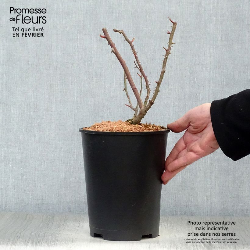 Rosa rampicante Shining Beauty Vaso da 4L/5L esemplare consegnato in inverno