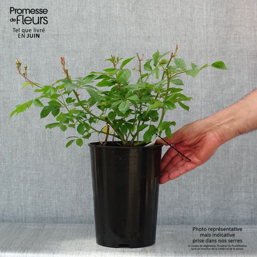 Rosa rampicante Siluetta Lavender Vaso da 4L/5L esemplare consegnato in primavera