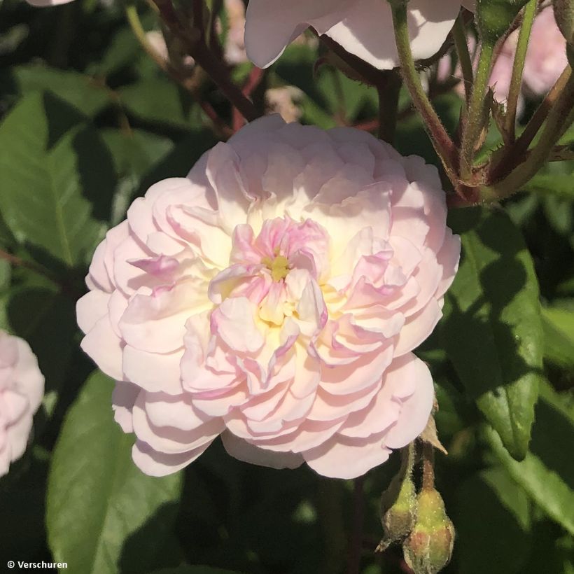 Rosa rampicante Siluetta Romantic (Fioritura)