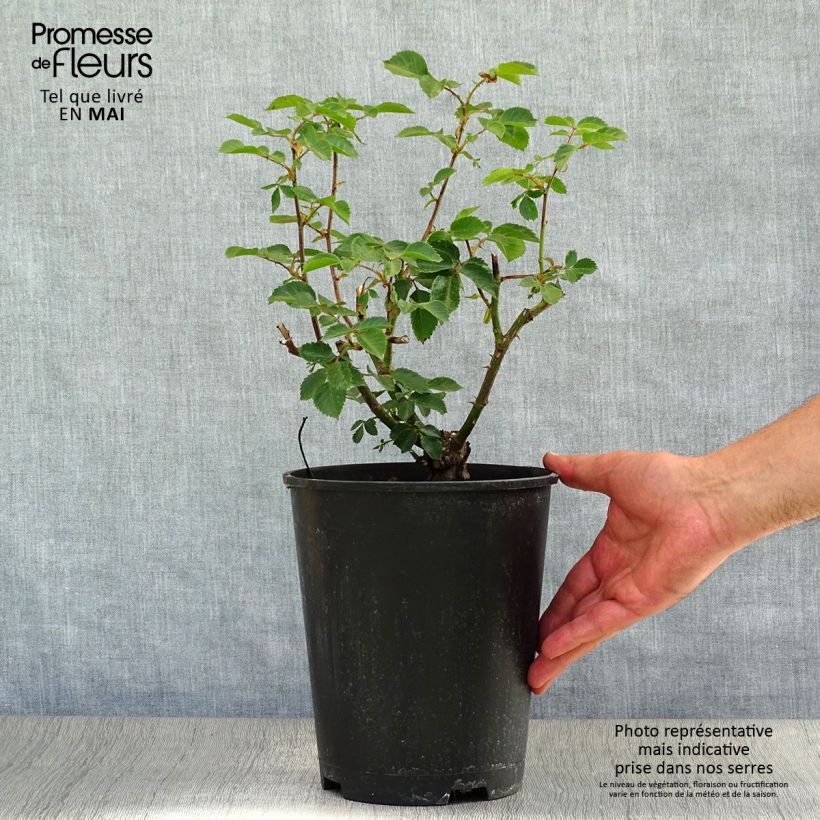 Rosa rampicante Sympathie Vaso da 4L/5L esemplare consegnato in primavera