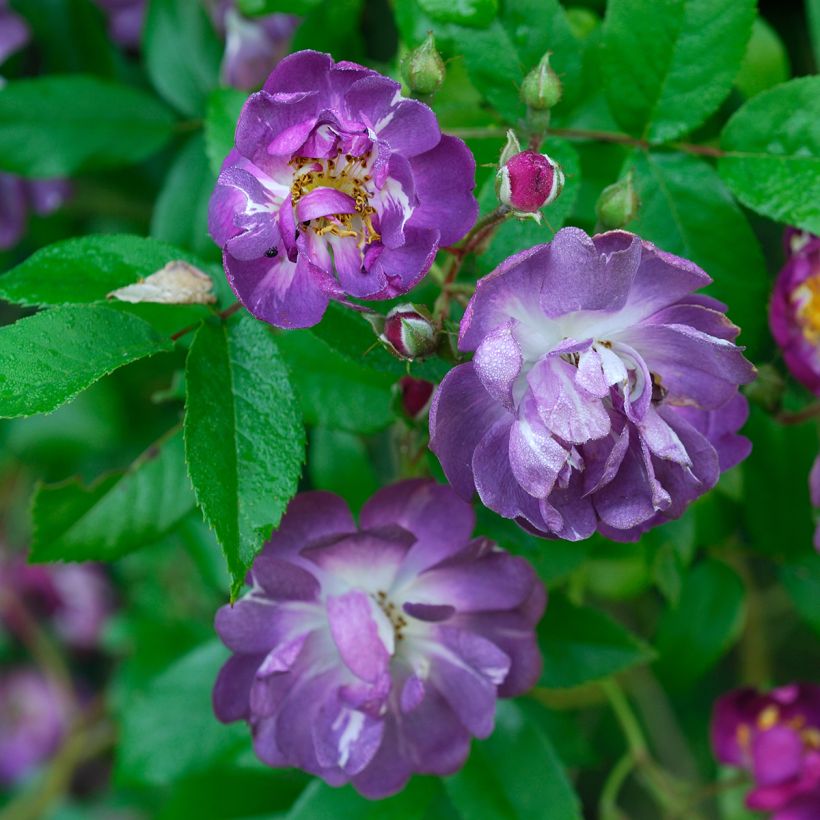 Rosa wichuraiana Veilchenblau - Rosa rampicante (Fioritura)