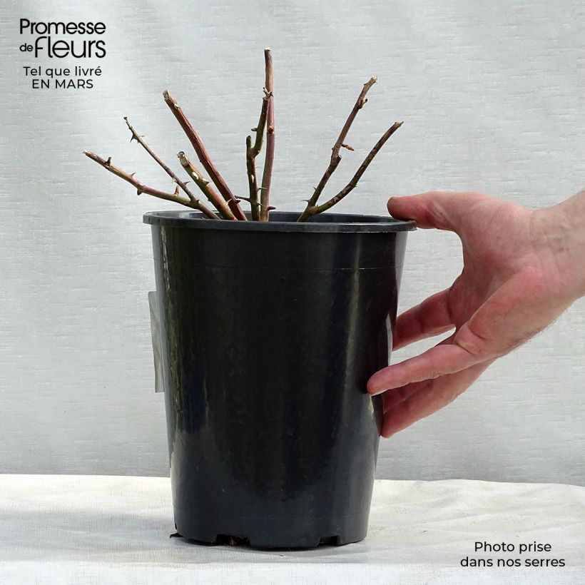 Rosa wichuraiana White New Dawn - Rosa rampicante Vaso da 4L/5L esemplare consegnato in inverno