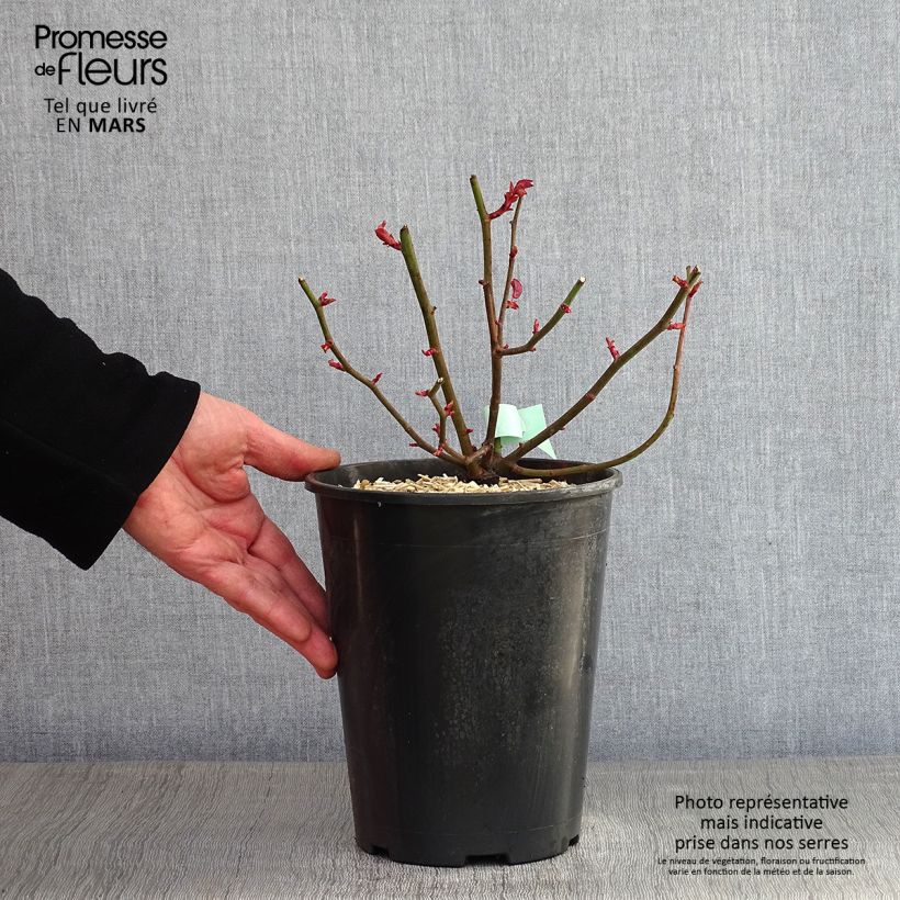 Rosa rampicante Zéphirine Drouhin Vaso da 4L/5L esemplare consegnato in inverno