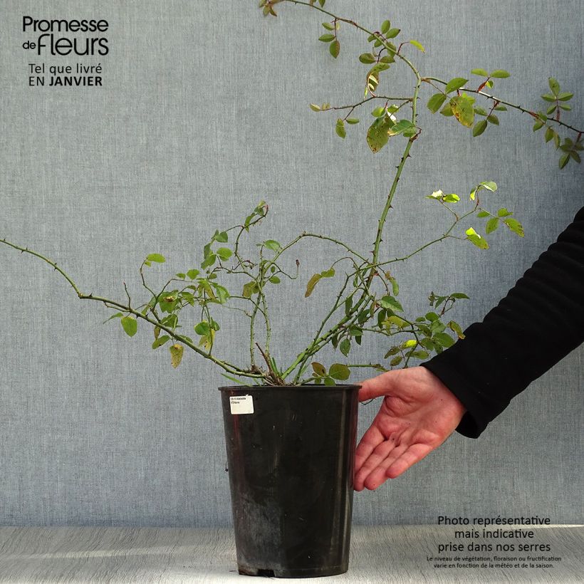 Rosa rampicante Adélaïde d’Orléans Vaso da 4L/5L esemplare consegnato in inverno
