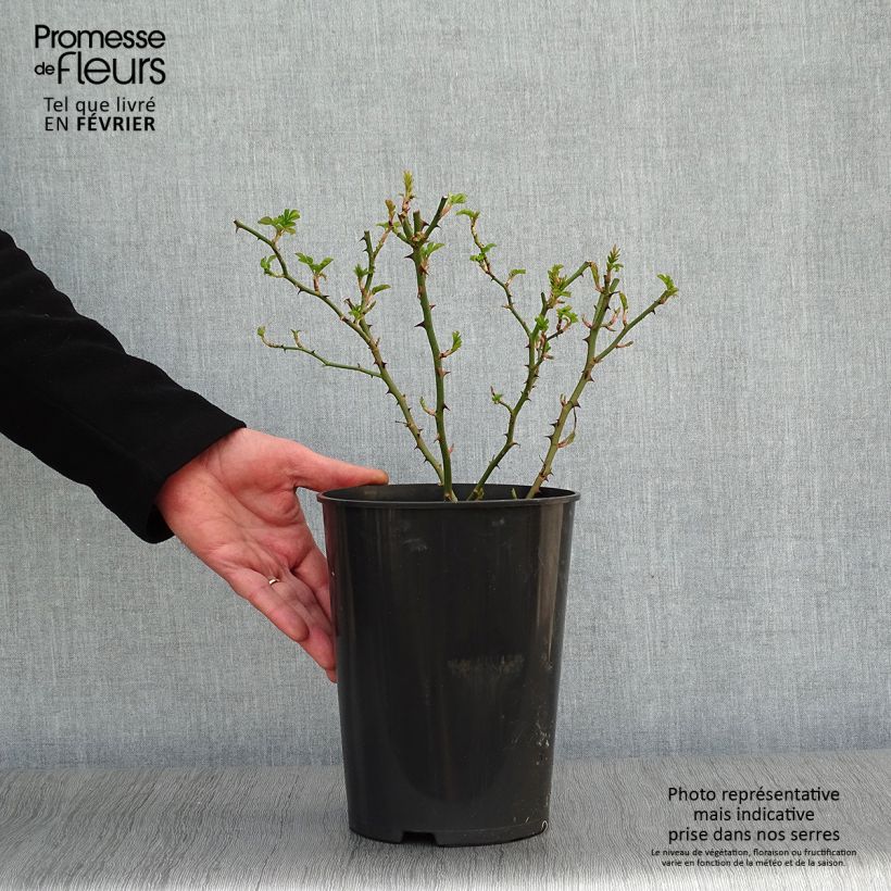 Rosa multiflora Blush Rambler Vaso da 4L/5L esemplare consegnato in inverno