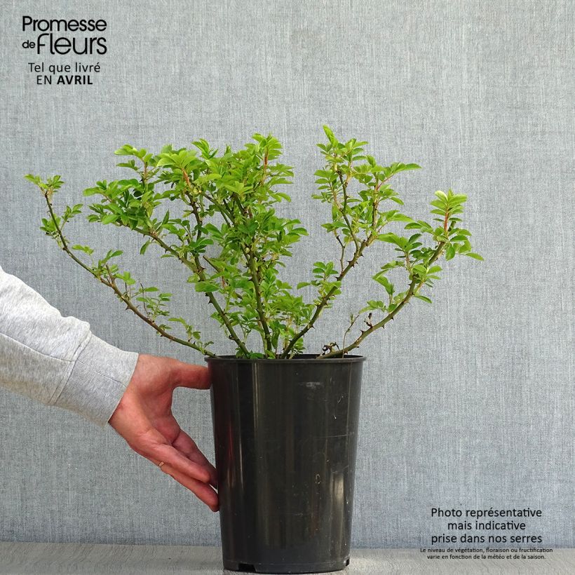 Rosa multiflora Blush Rambler Vaso da 4L/5L esemplare consegnato in primavera