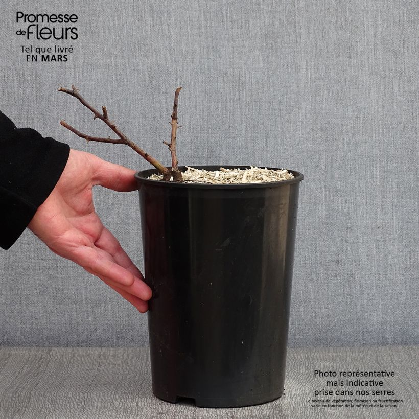 Rosa multiflora Bobbie James Vaso da 4L/5L esemplare consegnato in inverno